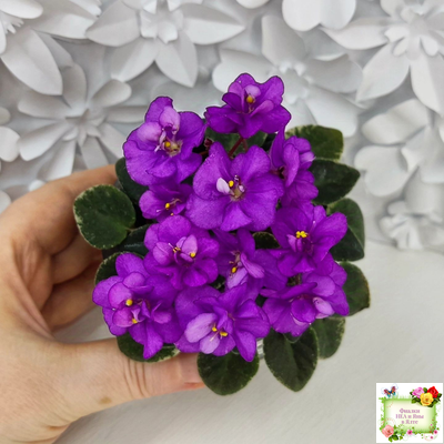 Ness' Tiny Flame (D.Ness)