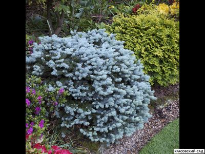 Ель колючая Глаука Глобоза фото в ландшафте красовский-сад.рф