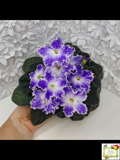 НД-Кристалл Сваровски (Н. Данилова-Суворова) 2019 г. (лист укоренённый)