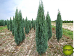 Можжевельник скальный "Блю Эрроу" (саженец 50-60 м)