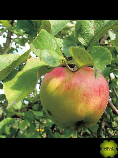 АНТОНОВКА ДЕСЕРТНАЯ (саженец 2 года, полу-карлик)