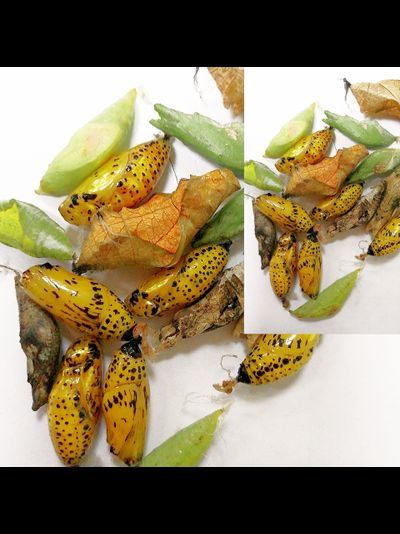 Тропикарий-ферма бабочек 5 шт. куколок (с куколкой большой голубой бабочки)