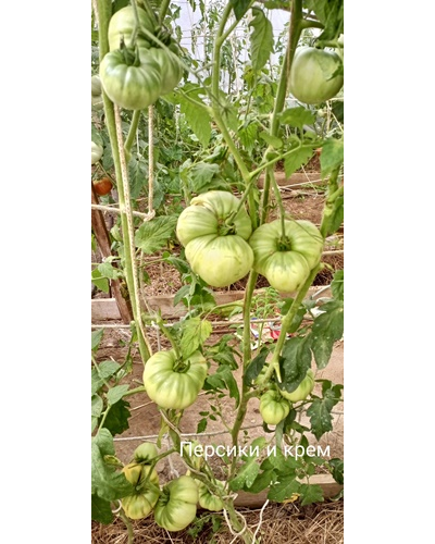 Томат Персики и крем (Peaches and Cream)