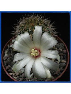 Sulcorebutia cylindrica v. albiflora HS 44a