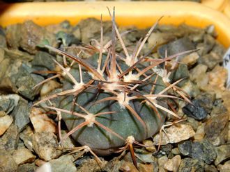Gymnocalycium bruchii v. niveum VG 536