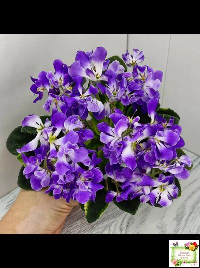 LV-Элизабет (Л. Шевелева) 2023 г.(лист посажен 29.01.26)