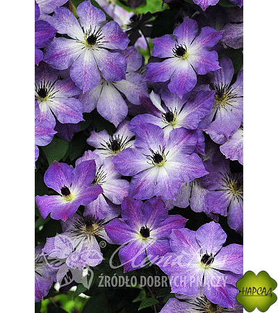 Клематис "Cloudburst" (Клаудберст) (3 группа обрезки)