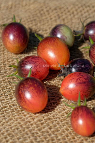 Томат Любушка, 10 шт