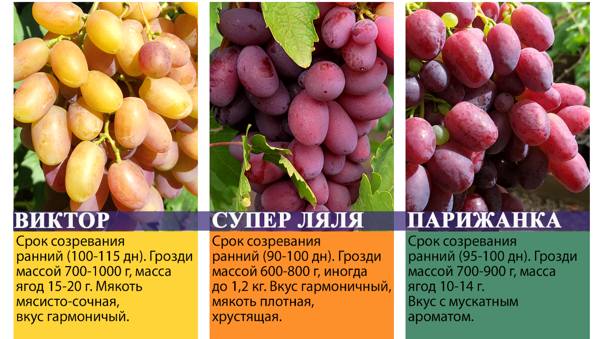Саженец Виноград Московский Белый в тубе, 1 шт (4688719) - Купить по цене от 312