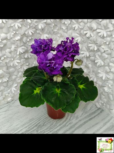 ДВ-Елена Прекрасная (Д. Лягина) 2024 г. (лист укоренённый)