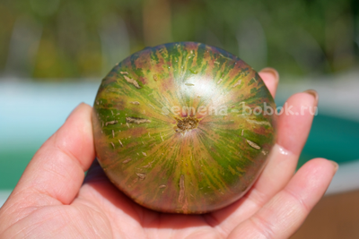 Томат Dwarf Rebella (Гном Ребелла), 10 шт