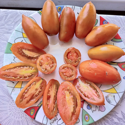 Томат Бронза (Bronza)