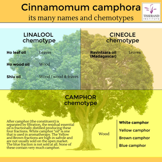 Камфора белая, Коричник камфорный (Cinnamomum camphora) - 100% натуральное эфирное масло