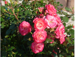 Пат де Велюр. (Patte de Velours), шраб, почвопокровная