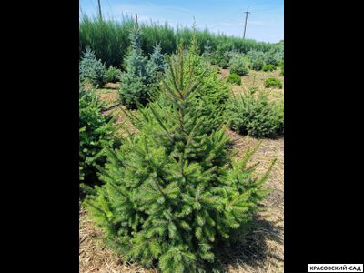 Ель Сербская - Picea Omorika