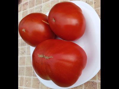 Томат Маршал Победа