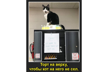 Хотели спрятать торт от кота