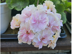 Пеларгония ЮГ-Магия Звёзд