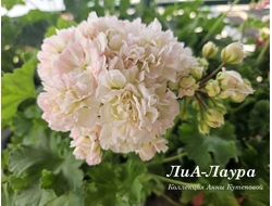 Пеларгония Лаура фото