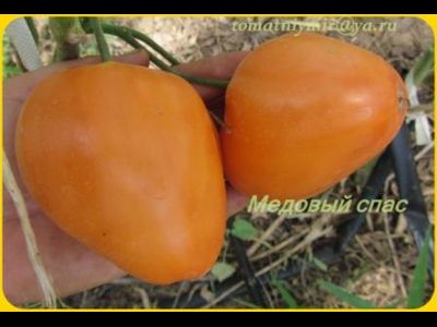 Томат Медовый спас