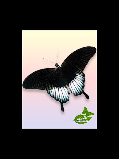 Парусник Размах крыльев 12-13 см