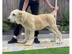 Кобель 2. ДЖОКЕР оставлен в питомнике, позже возможна продажа