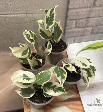 Ficus Benjamina De Gantel / фикус Бенджамина Де гантель