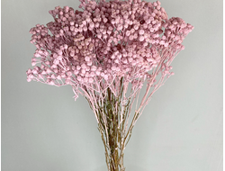 Пижма нежно-розовая