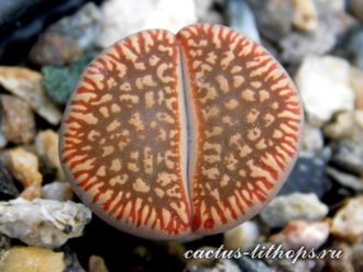 Lithops aucampiae ssp.euniceae C048 - 10 семян