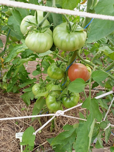 Томат София Бордо (Sofia Bordo)