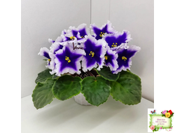 Dn-New Star (Д. Денисенко) 2019 г.