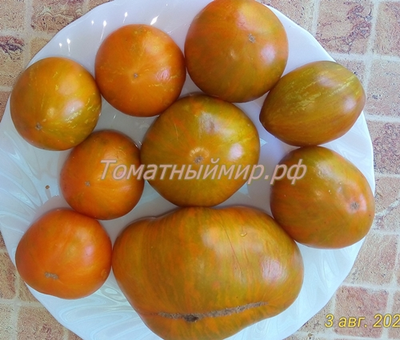 Томат гном Полосатый Джереми (Dwarf Jeremy’s Stripes), США