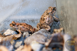 АФРИКАНСКАЯ ЗЕЛЕНАЯ ЖАБА, BUFOTES BOULENGERI
Содержание - https://terrafood-shop.ru/articles/afrikanskaia-zelenaia-zhaba-bufotes-boulengeri-soderzhanie-doma