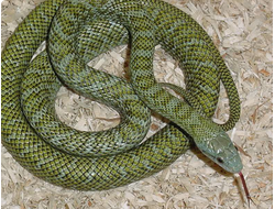 Полоз островной