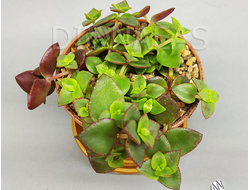 Crassula pellucida