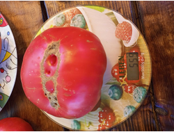 Томат Сладкая свекла (Dulcea de Fagaras), Италия