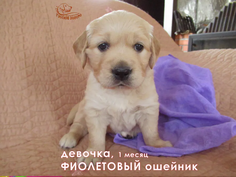 1 месяц. Девочка ФИОЛЕТОВЫЙ ошейничек