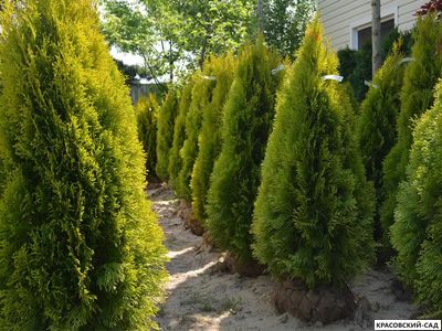 Туя Голден Смарагд - Golden Smaragd