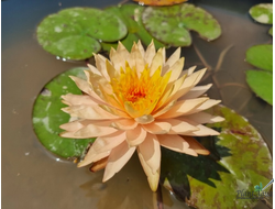 Нимфея Туммарукса