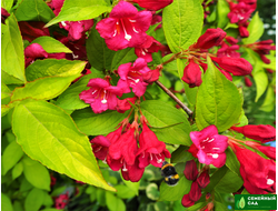 Вейгела "Олимпиада"