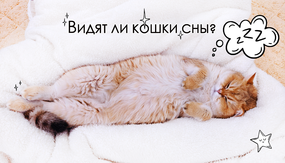 Видят ли кошки сны? Статья от Cat'scorner, бренда одноразовых кошачьих лотков