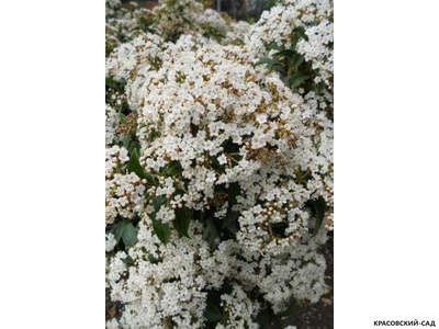 Калина Компактум