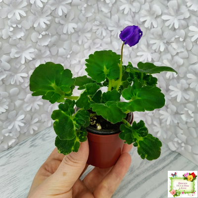 LV-Дудочка и Кувшинчик (Л. Шевелева) 2025 г. трейлер (детка сорт)