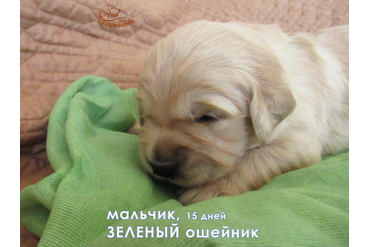 Мальчик с зеленым ошейничком, 15 дней