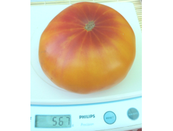 Томат Хейзел мей (Hazel mae)