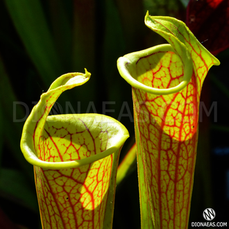 Sarracenia Lidless