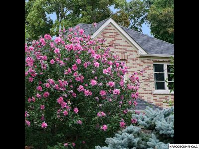 Гибискус Арденс - Ardens