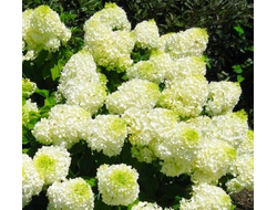 Гортензия метельчатая Сильвер Доллар (Silver Dollar), 0,5 л