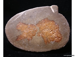 Глендонит - (Беломорская рогулька)