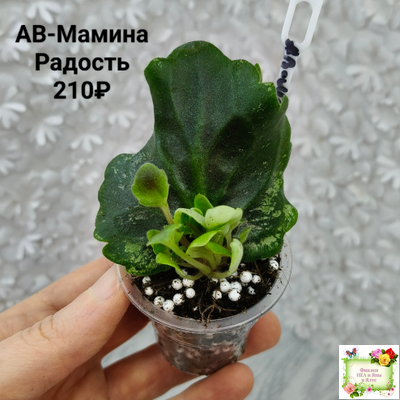 АВ-Мамина Радость (Фиалковод) 2022 г. (лист с детками укоренённый)